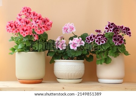 Bright color flower home plants  of geranium (Rex Pelargonium ) and (Pelargonium Zonal) in clay pots on a wooden shelf.