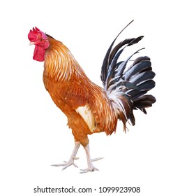 Bright Color Rooster Isolated On White Stock Photo 1099923908 ...