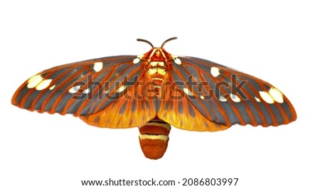 Bright colored giant silk moth - Regal Moth, Citheronia regalis, one of the largest butterflies or moths (Lepidoptera) of North America with wings wide open, Isolated cutout on white background