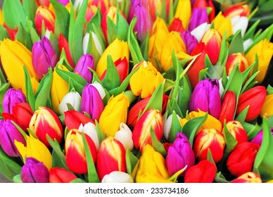 Bright Colored Tulips