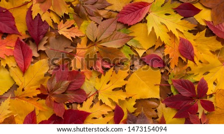 Bright colorful autumn fallen leaves background for advertisement, panorama