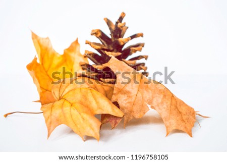 Bright and colorful autumn leaves on a white background. 