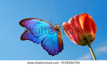 bright colorful blue morpho butterfly on a tulip flower against the blue sky.