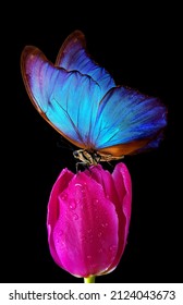 Bright colorful blue tropical morpho butterfly on pink tulip flower in water drops isolated on black. Tulip bud and butterfly.