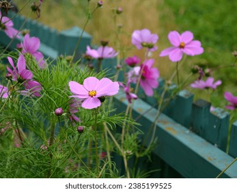 Bright and colorful cosmea flowers on a flower bed on a sunny day.