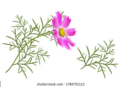 Download Cosmos Flower Leaves Hd Stock Images Shutterstock