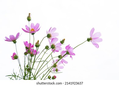 Bright colorful cosmos flowers isolated on white background. nature