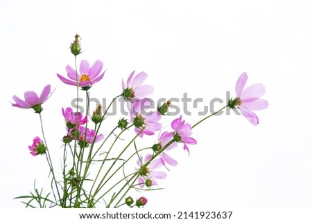 Bright colorful cosmos flowers isolated on white background. nature