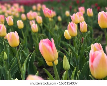 Bright and colorful flowers on the background of spring landscape. Group of colorful tulip. Flower tulip lit by sunlight. Soft selective focus.