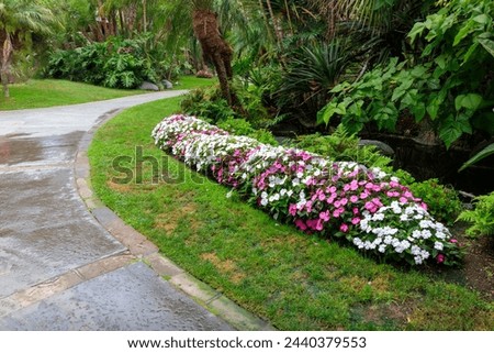 Bright and colorful Impatiens blooming in a humid tropical garden shade with white and pink flowers