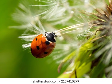 a bright colorful lady bug rests on a dandelion seed in dream background