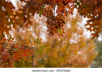 Bright Colorful Leaf/ Fall Autumn Leaf/ A Bright Colorful Leaf Stands Out On A Texas Red Oak Tree Among The Other Fall Colors.