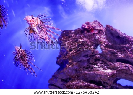 Bright colorful lionfish in blue water in Two Oceans Aquarium in VA Waterfront, Cape Town, South Africa 