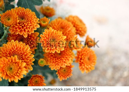 bright colorful orange chrysanthemum close up flowers background wallpaper