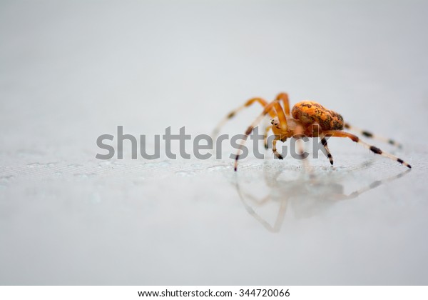 Bright Colorful Orange Marbled Orb Weaver Stock Photo Edit Now