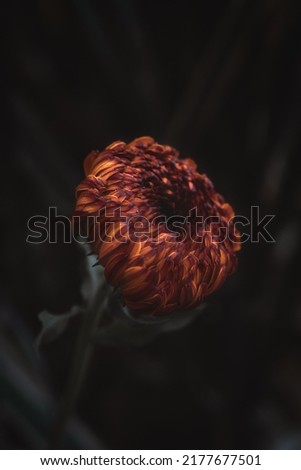 bright colorful orange and red flower isolated bokeh effect background botanical garden madison wisconsin
