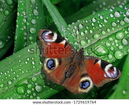 bright colorful peacock butterfly on green leaves of a lily in drops of water after rain