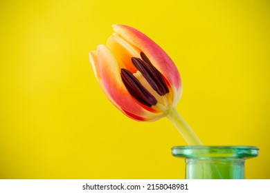 A Bright And Colorful Photograph Of A Tulip And A Peek Inside.