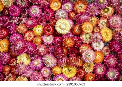 Bright, colorful strawflower heads fill the image.