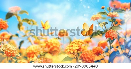 Bright colorful summer spring flower border. Natural landscape with many orange lantana flowers and fluttering butterflies Lycaena phlaeas against blue sky on sunny day.