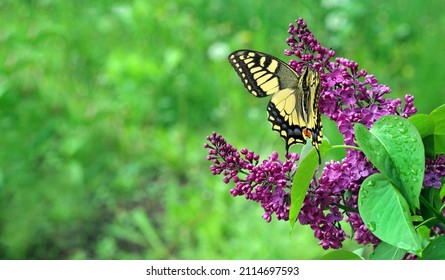 bright colorful swallowtail butterfly on purple lilac flowers in the garden. copy space - Powered by Shutterstock