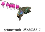 bright colorful tropical swallowtail butterfly on red flowers isolated on white