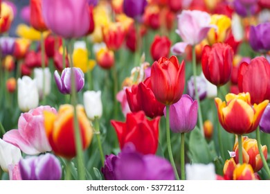 Bright and colorful tulips flower blooming in a park