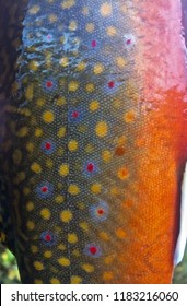 Bright Colors of a Brook Trout