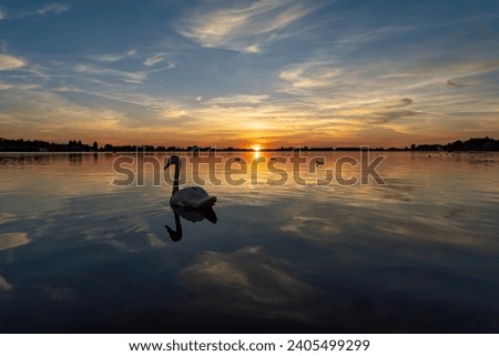 Bright colors in the sky and a swan with other water birds floating on the water during an almost windless sunset over Lake Zoetermeerse Plas Imagine de stoc © 