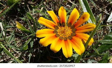 The Bright Colors Of The South African Daisy