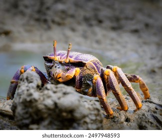 Bright coloured fiddler crab female on a muddy coastal mangrove bank. - Powered by Shutterstock