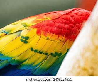 Bright coloured plumage of a Macaw, Guacamaya  - Powered by Shutterstock