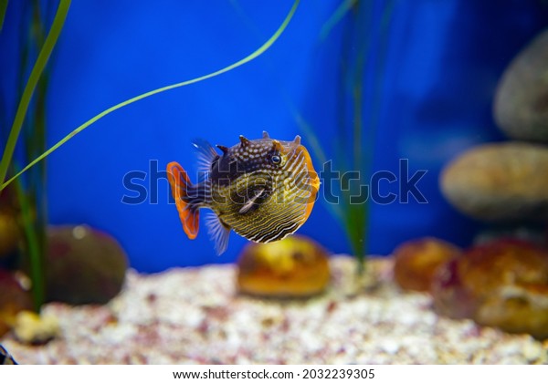 Bright\
coloured tropical fish Ornate cowfish (aracana ornata) (male)\
swimming in chrystal clear water in\
aquarium.