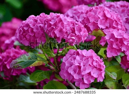 Image, Stock Photo hydrangea Hydrangea