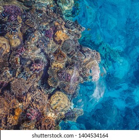 Bright Coral Reef With Colorful Fish Of The Red Sea In Egypt. View From Above