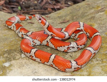 Bright Coral Snake Colors Lampropeltis Triangulum Stock Photo 138012974 ...