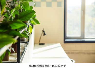 Bright Coworking Interior With Green Houseplants And Large Windows. Copy Space And Background.