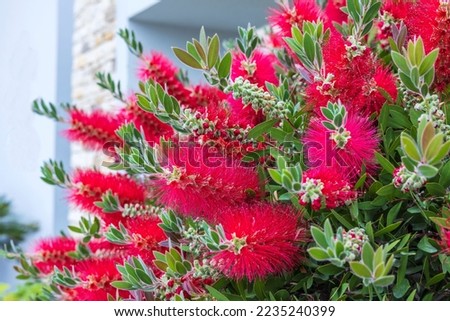 Bright crimson bottlebrush-like flower spikes of Callistemon citrinus Splendens.