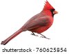 cardinal isolated
