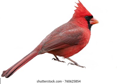 Bright Crimson Northern Cardinal Isolated on White Background