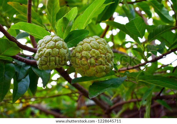 Bright custard apple fruits (sugar apple or\
sweetsop) on the tree
