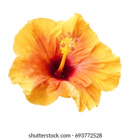 Yellow Hibiscus On White Background Path Stock Photo (Edit Now) 797839468