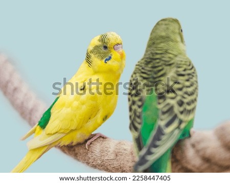 Bright, cute parrot parrot sits on a rope. Close-up, indoors. Studio photo. Day light. Concept of care, education and raising pets