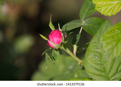 Bright Dark Pink Heirloom Rose