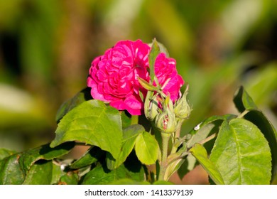 Bright Dark Pink Heirloom Rose