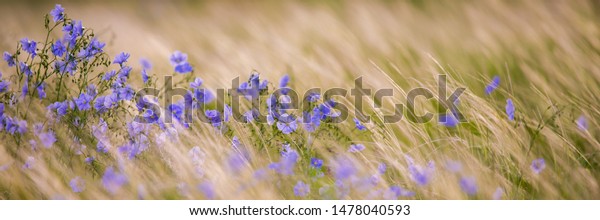Bright delicate blue flower of ornamental\
flower of flax and its shoot against complex background. Flowers of\
decorative flax. Agricultural field of flax technical culture in\
stage of active\
flowering