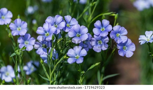 Bright delicate blue flower of ornamental\
flower of flax and its shoot against complex background. Flowers of\
decorative flax. Agricultural field of flax technical culture in\
stage of active\
flowering