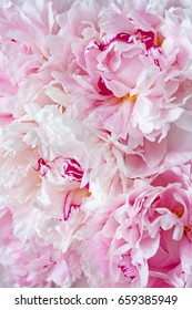 Bright delicate bouquet of opened fragrant pink and white peony flowers.