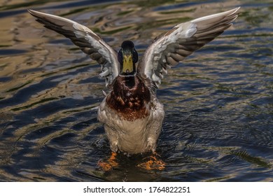 Bright Drake Flaunts Before Mallard In Mating Season