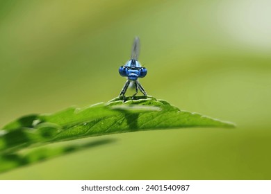 Bright eyed front view of a blue damselfly - Powered by Shutterstock